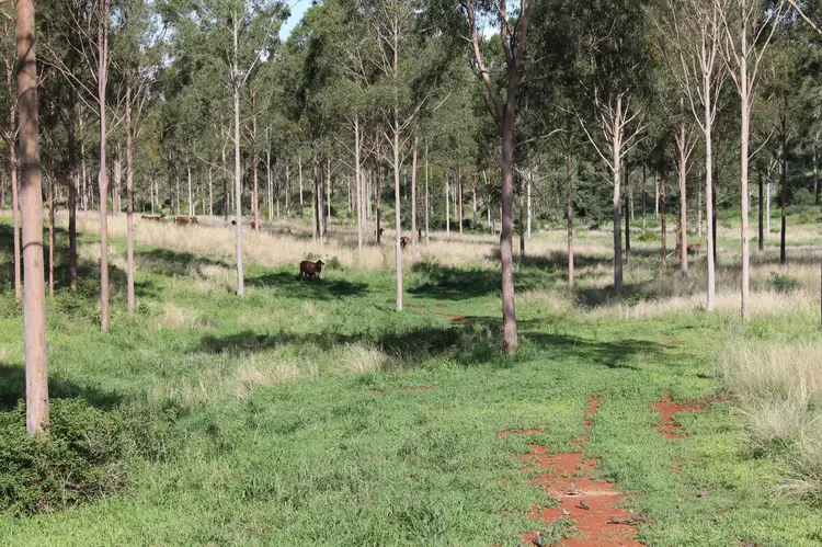 Fifth view of Homely rural property listing, 'Rhodes' Stonelands Road, Stonelands, Proston QLD 4613