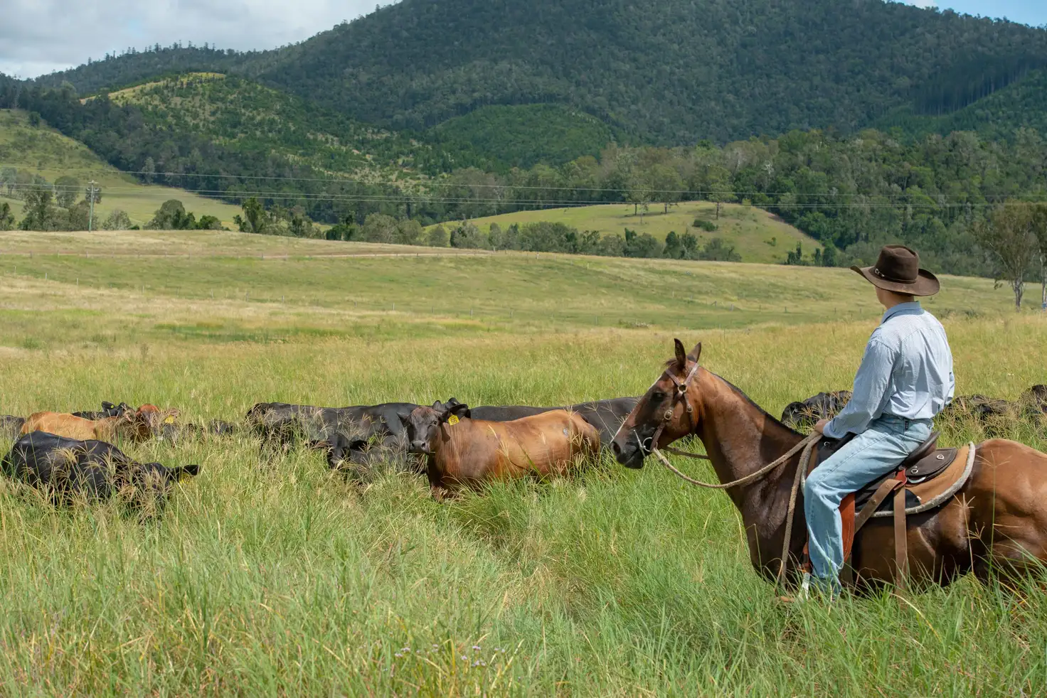 Main view of Homely rural property listing, 'Lagoona' Reid Road, Widgee QLD 4570