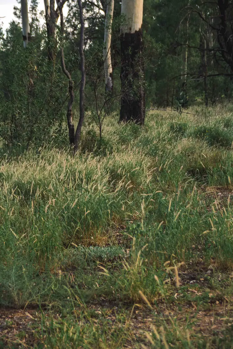 Sixth view of Homely rural property listing, 0 Banjarra Drive, Charleville QLD 4470