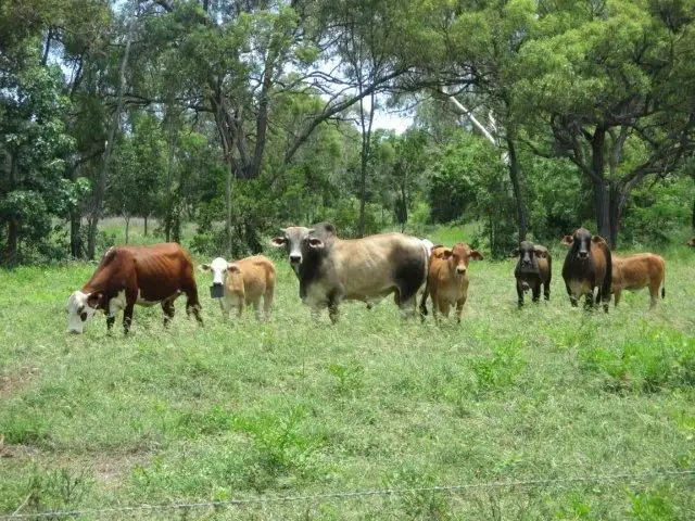 Sixth view of Homely rural property listing, 181 Woodhouse Road, Bowen QLD 4805