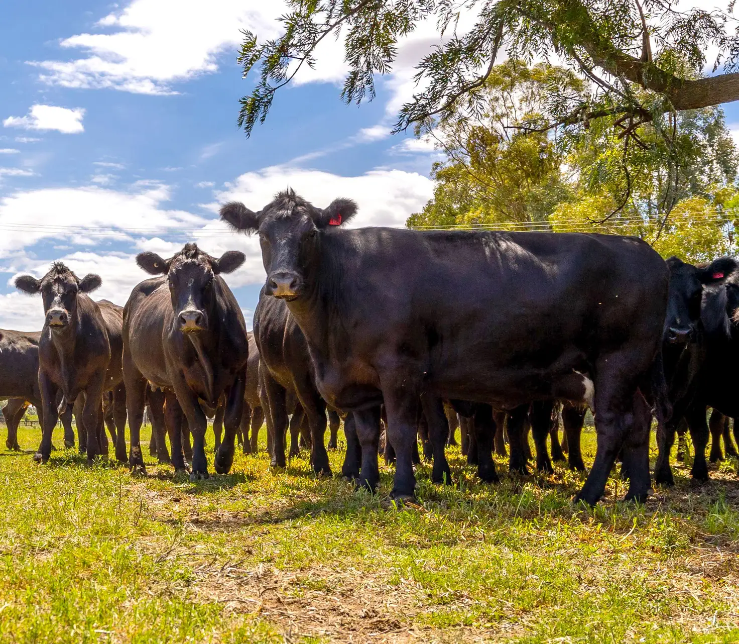 Main view of Homely rural property listing, 3779 Sturt Highway, Gumly Gumly via, Wagga Wagga NSW 2650