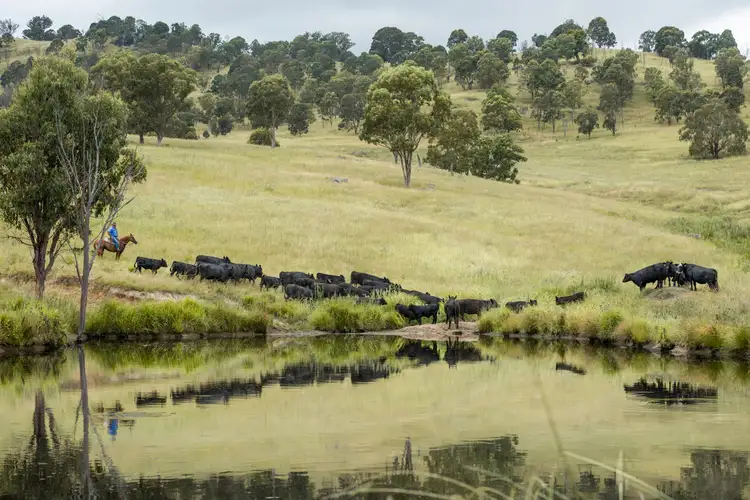 Main view of Homely rural property listing, 7784 NEW ENGLAND Highway, Tenterfield NSW 2372