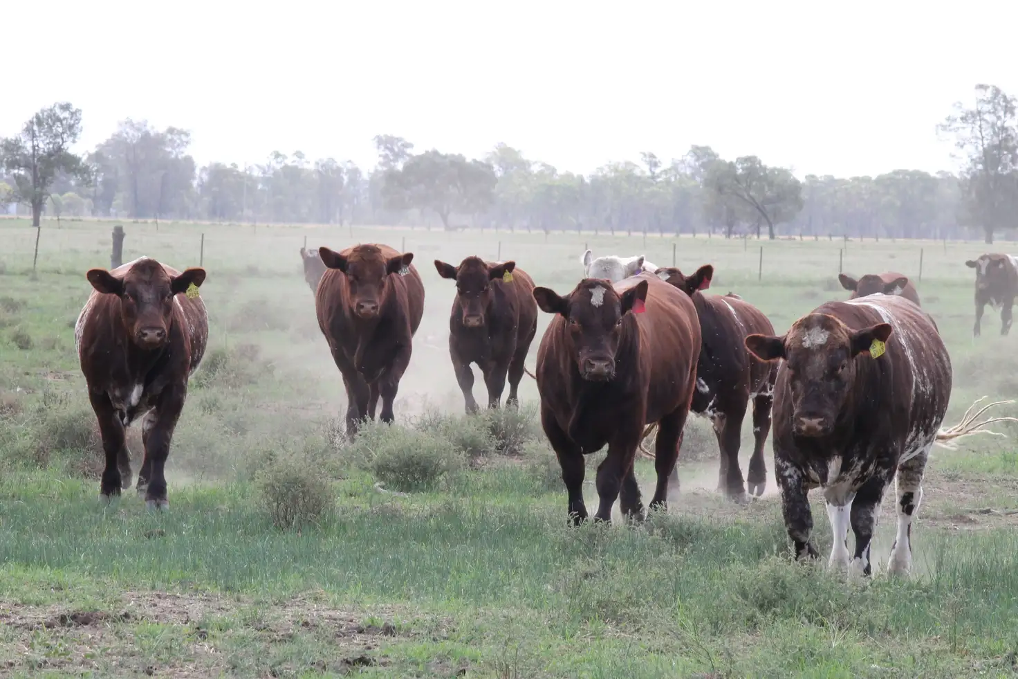 Main view of Homely rural property listing, Nerokewa 79 Reakes Road, Condobolin NSW 2877