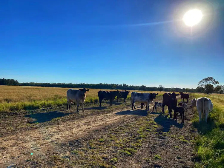 Fifth view of Homely rural property listing, Nerokewa 79 Reakes Road, Condobolin NSW 2877