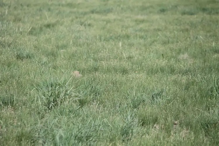 Sixth view of Homely rural property listing, Nerokewa 79 Reakes Road, Condobolin NSW 2877