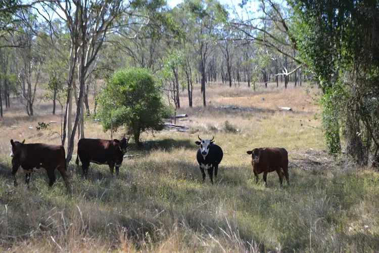 Fourth view of Homely rural property listing, 4254 Oakey Cooyar Road, Highgrove QLD 4352