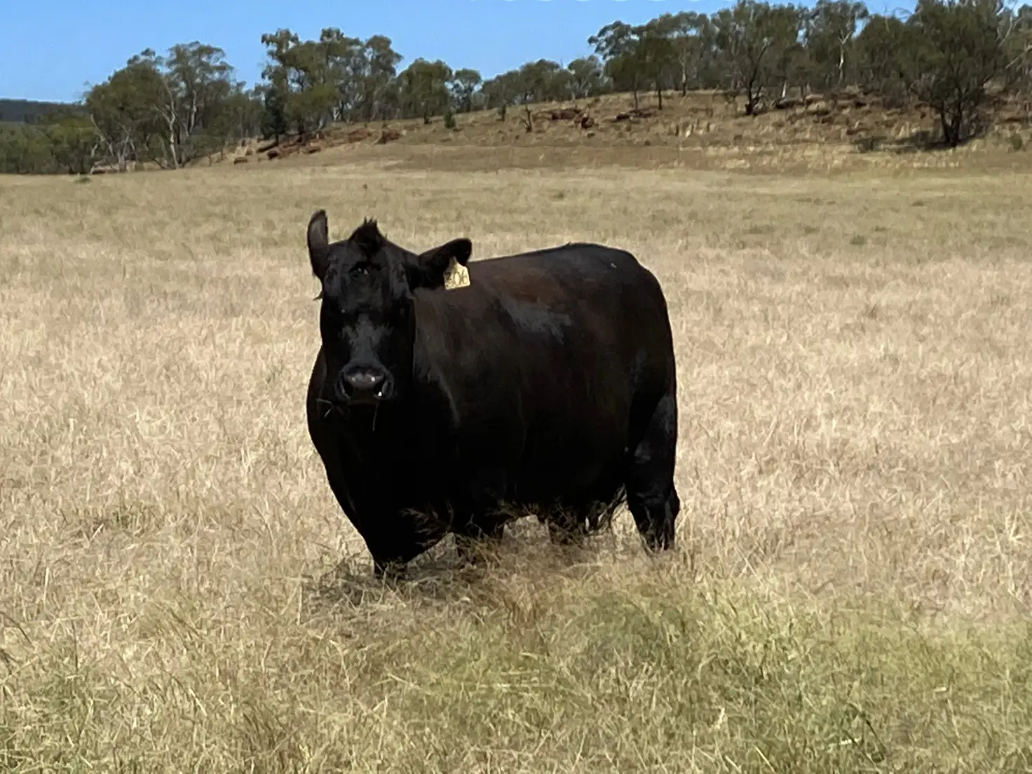 Main view of Homely rural property listing, 918 The Springs Road, Rankins Springs NSW 2669