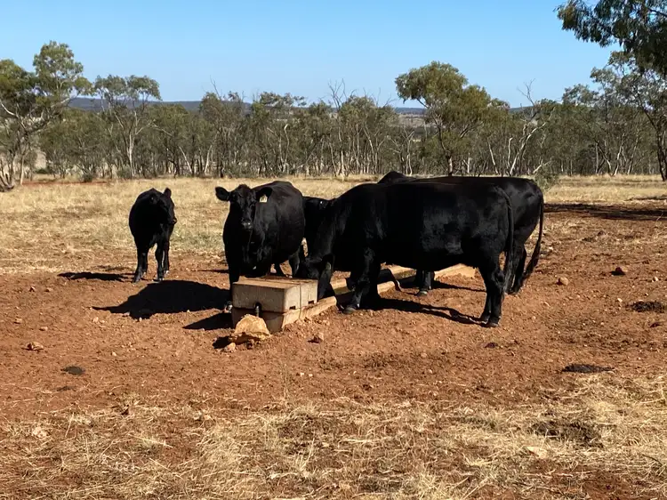 Second view of Homely rural property listing, 918 The Springs Road, Rankins Springs NSW 2669