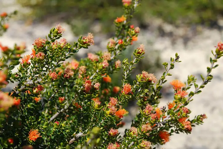 Sixth view of Homely land listing, Lot 37, 107 River Loop, Jurien Bay WA 6516