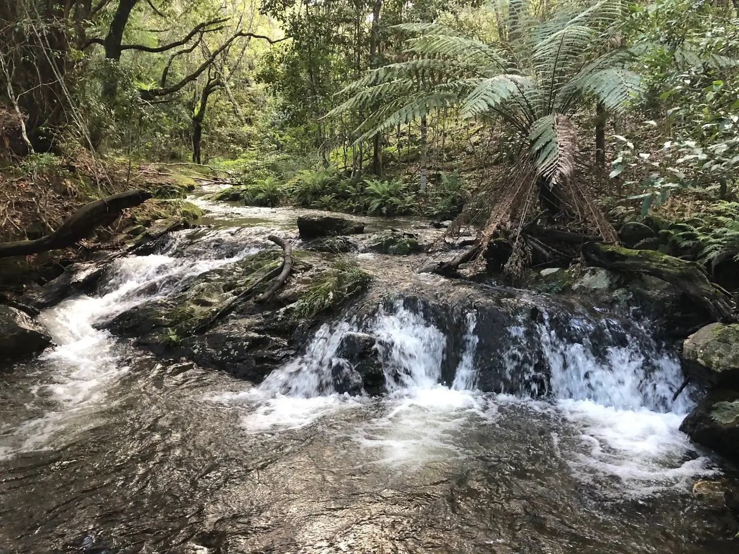 Main view of Homely land listing, 1097 Deer Vale Road, Deer Vale, Dorrigo NSW 2453