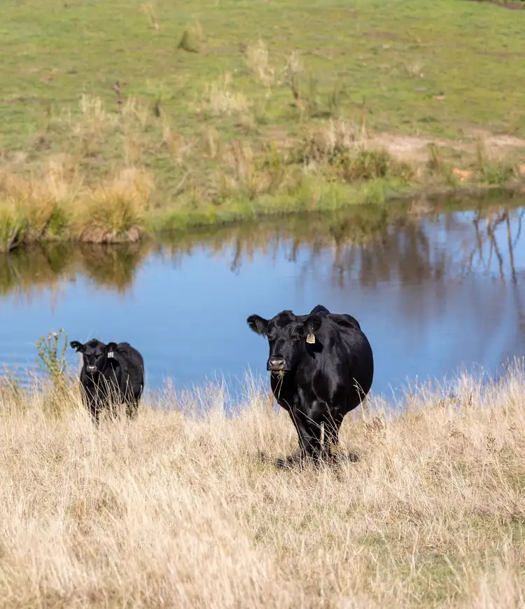Fourth view of Homely rural property listing, 1066 Munderoo Ournie Road, Ournie via, Jingellic NSW 2642