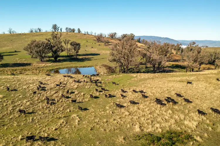 Sixth view of Homely rural property listing, 1066 Munderoo Ournie Road, Ournie via, Jingellic NSW 2642