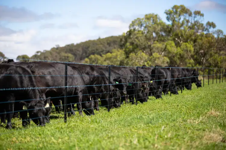 Second view of Homely rural property listing, 479 Whans Road, Llangothlin NSW 2365
