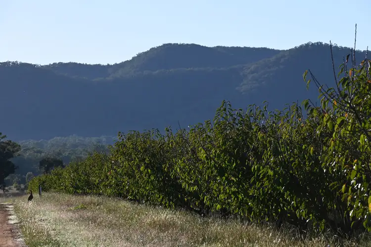 Seventh view of Homely rural property listing, 55 George Campbell Drive, Mudgee NSW 2850