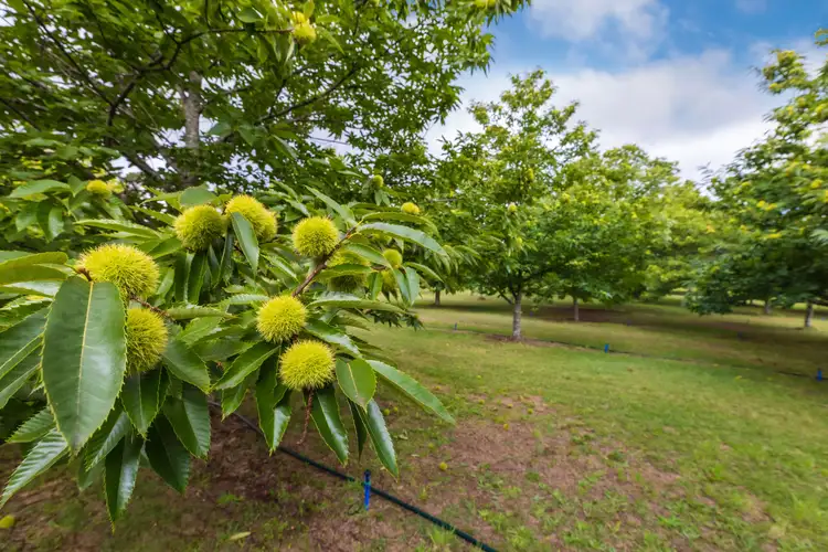 Fourth view of Homely rural property listing, 4281 Braidwood Road, Sassafras NSW 2622