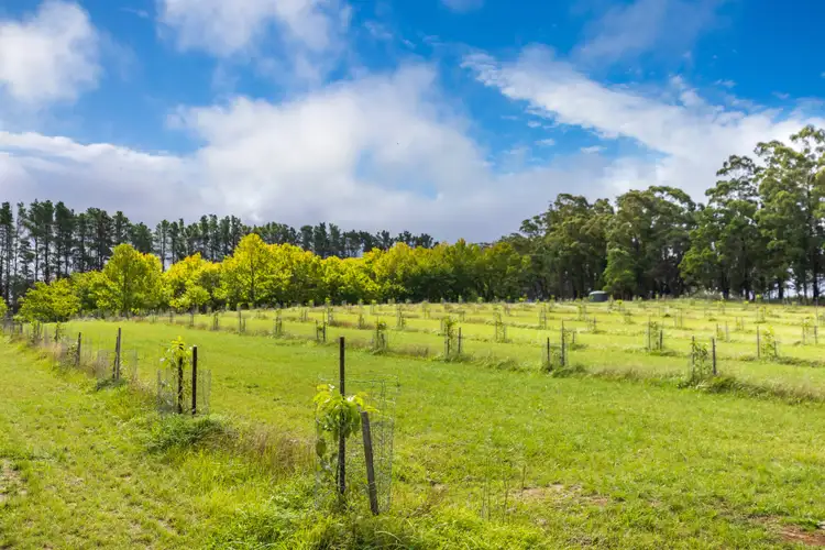 Fifth view of Homely rural property listing, 4281 Braidwood Road, Sassafras NSW 2622
