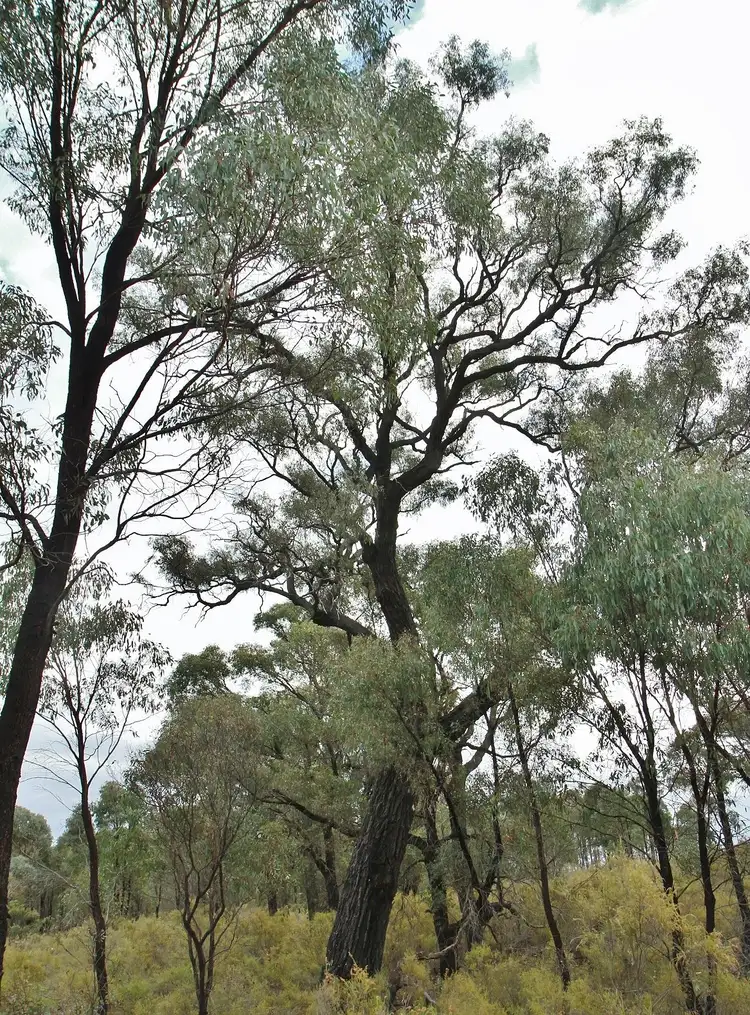 Seventh view of Homely land listing, Lot 8 Davis Road, Heathcote VIC 3523