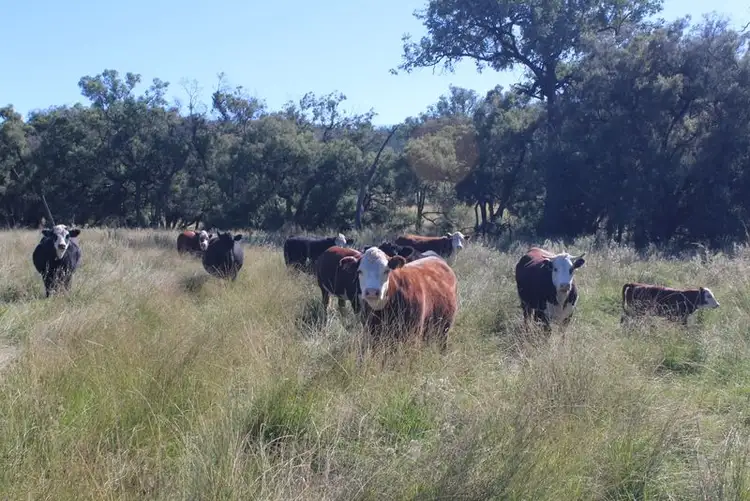 Third view of Homely rural property listing, " Rocky Glen", Moree NSW 2400