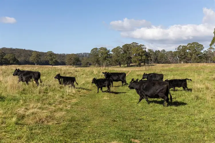 Sixth view of Homely rural property listing, 4394 Kings Highway, Monga, Braidwood NSW 2622