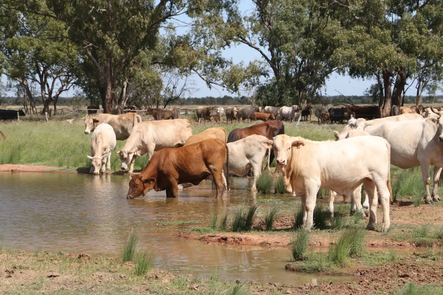 Main view of Homely rural property listing, 0 Arlington, Mitchell QLD 4465
