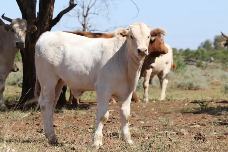 Third view of Homely rural property listing, 0 Arlington, Mitchell QLD 4465