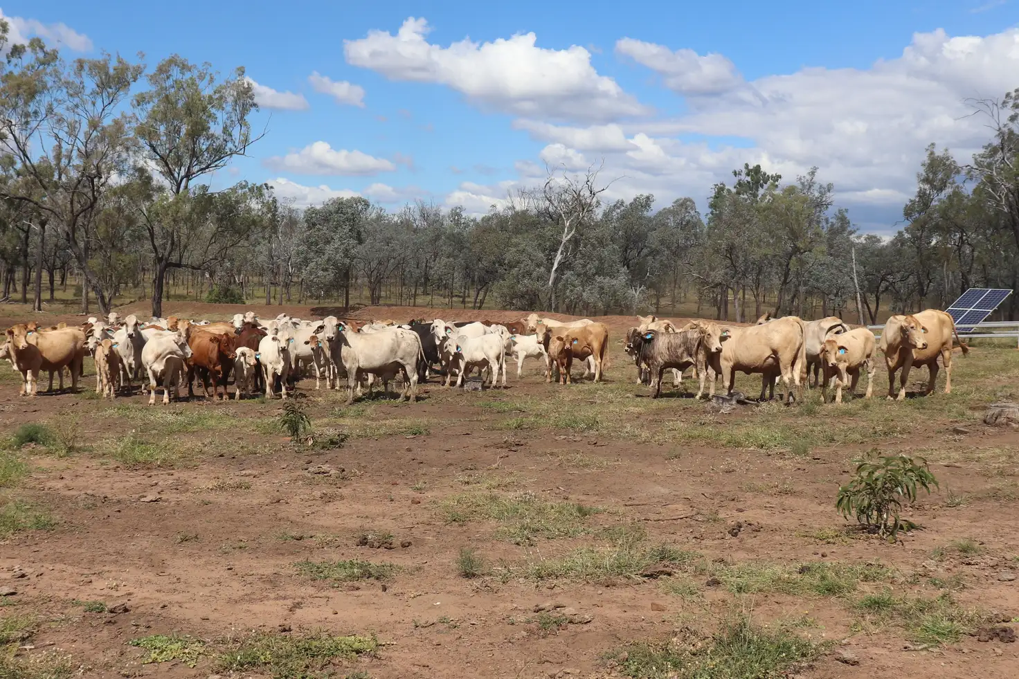 Main view of Homely rural property listing, L 17, 55 & 62 Old Burrandowan Road, Diamondy, Durong QLD 4610