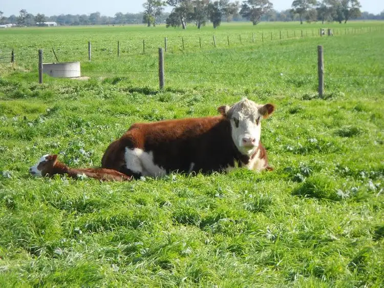 Third view of Homely rural property listing, Lot 41 and 42 Cnr Dukes Hwy and Meatworks Road, Bordertown SA 5268