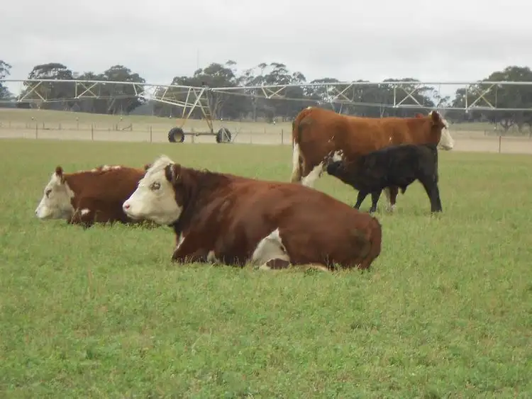 Seventh view of Homely rural property listing, Lot 41 and 42 Cnr Dukes Hwy and Meatworks Road, Bordertown SA 5268