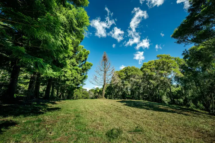Fourth view of Homely rural property listing, 25 Mackays Creek Road, Dorrigo NSW 2453