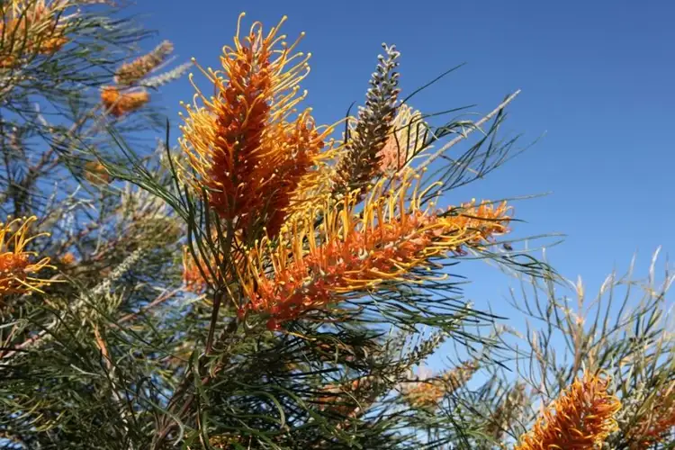 Seventh view of Homely land listing, Lot 337 Dorset Drive, Deepdale WA 6532