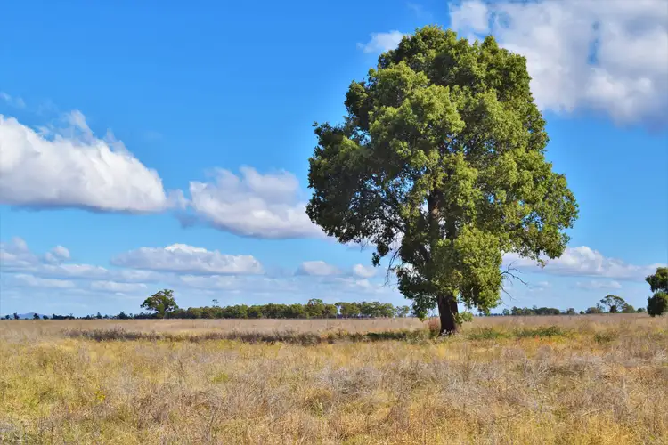 'Raymad' Gillenbine Road, Trundle NSW 2875