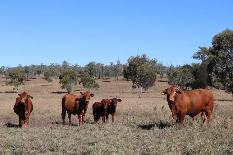 Second view of Homely rural property listing, Crosscut Acres 64 Cattle Creek Road, Mundubbera QLD 4626