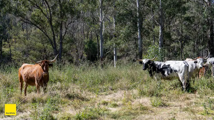Seventh view of Homely rural property listing, 0 Emu Creek Road, Emu Vale QLD 4371