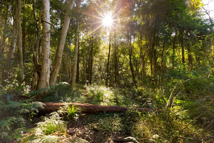 Fifth view of Homely rural property listing, Lots 1 - 4 Jamberoo Mountain Road, Jamberoo NSW 2533