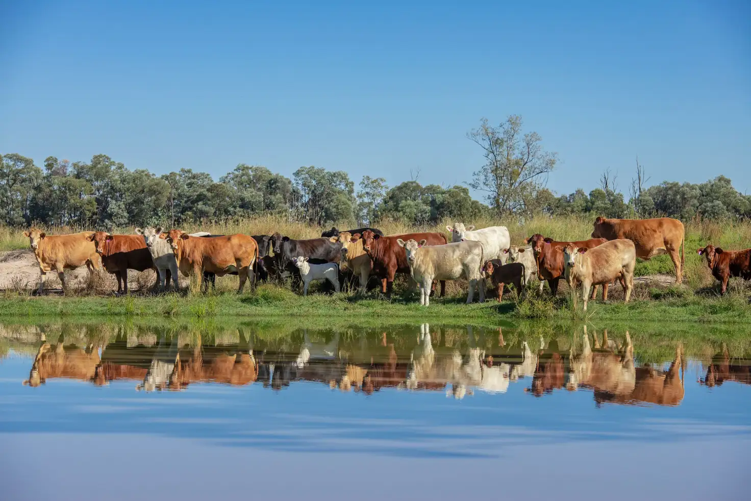 Main view of Homely rural property listing, 'Pine Hill', Chinchilla QLD 4413