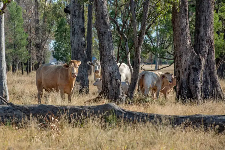 Fourth view of Homely rural property listing, 'Pine Hill', Chinchilla QLD 4413