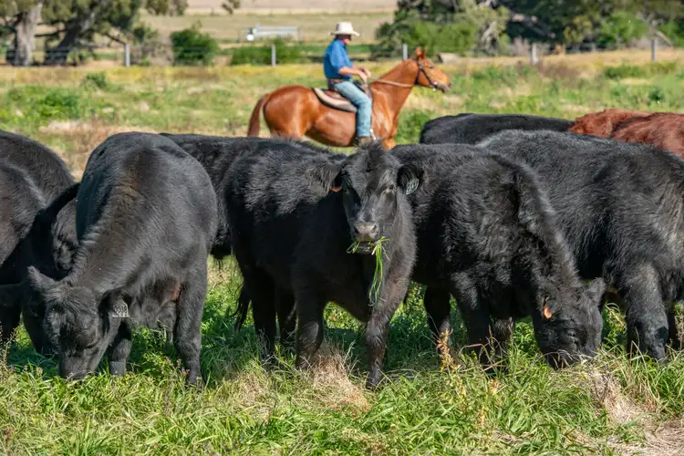 Seventh view of Homely rural property listing, 557 Inverramsay Road, Goomburra QLD 4362