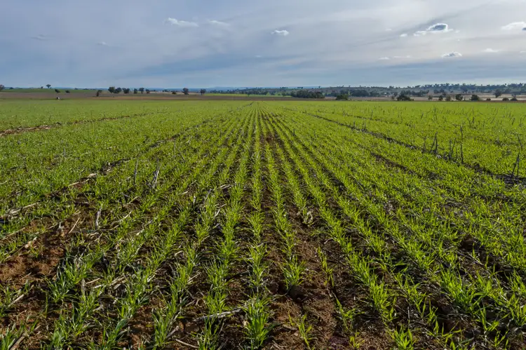 Fifth view of Homely rural property listing, 401 Catombal Road, Cumnock NSW 2867