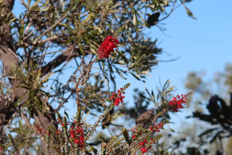 Fifth view of Homely land listing, Lot 403 Ridge Way, Jurien Bay WA 6516
