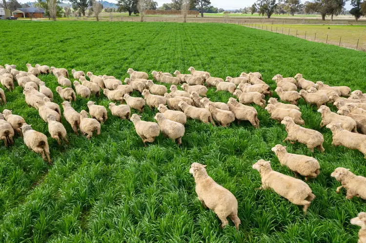 Third view of Homely rural property listing, 3148 Lot 6 - Olympic Highway, Culcairn NSW 2660