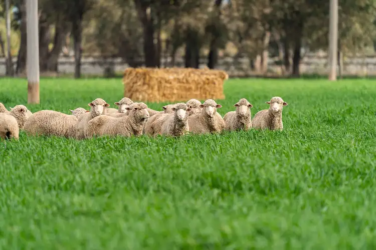 Seventh view of Homely rural property listing, 3148 Lot 6 - Olympic Highway, Culcairn NSW 2660