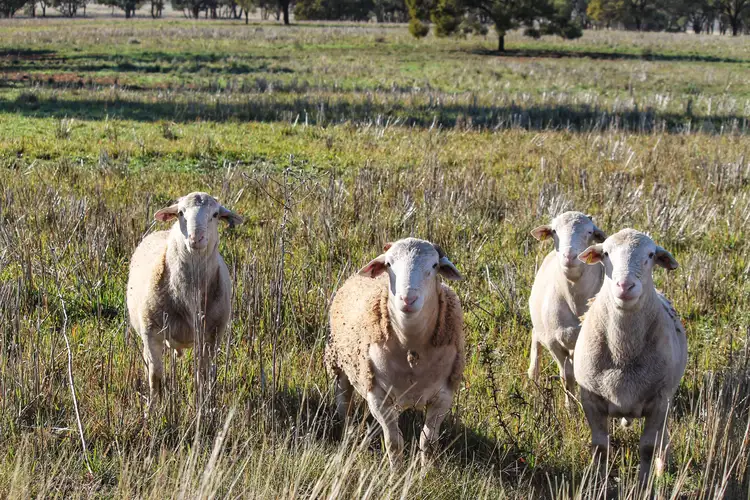 Tullinga 3276 Palesthan Road, Condobolin NSW 2877