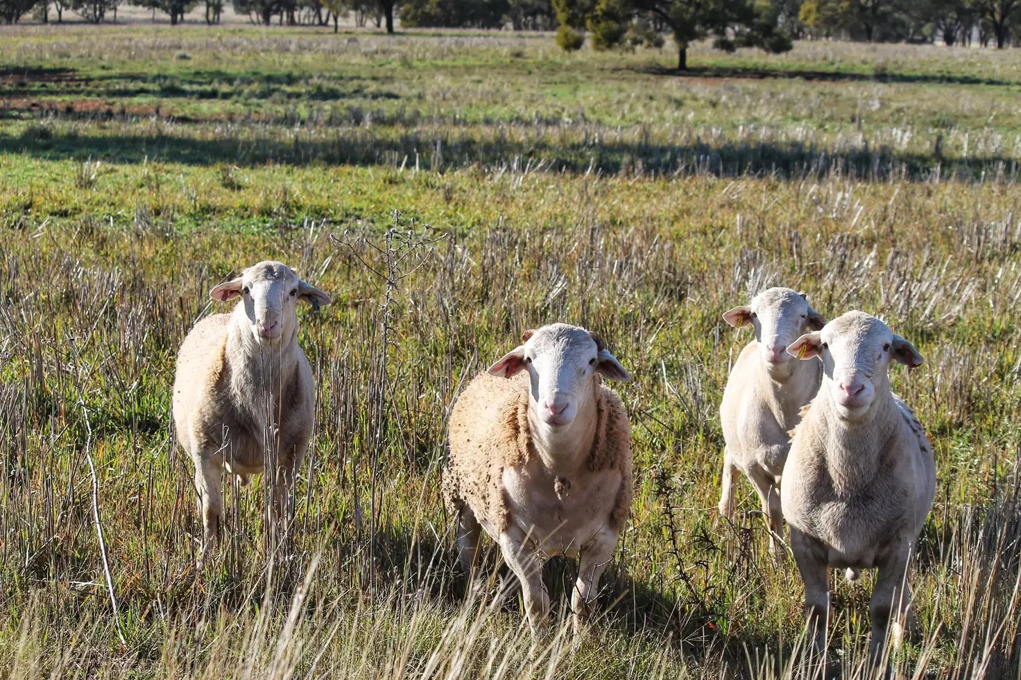 Main view of Homely rural property listing, Tullinga 3276 Palesthan Road, Condobolin NSW 2877