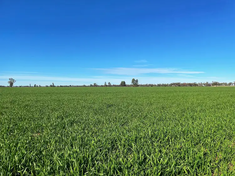 Second view of Homely rural property listing, Tullinga 3276 Palesthan Road, Condobolin NSW 2877