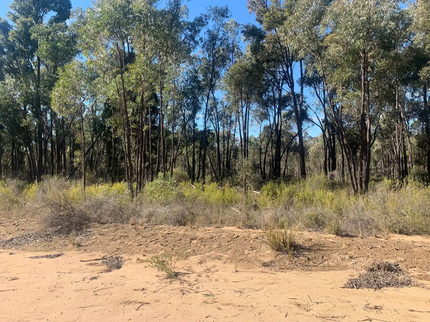 Main view of Homely rural property listing, 1110 MANCERS Lane, Binnaway NSW 2395