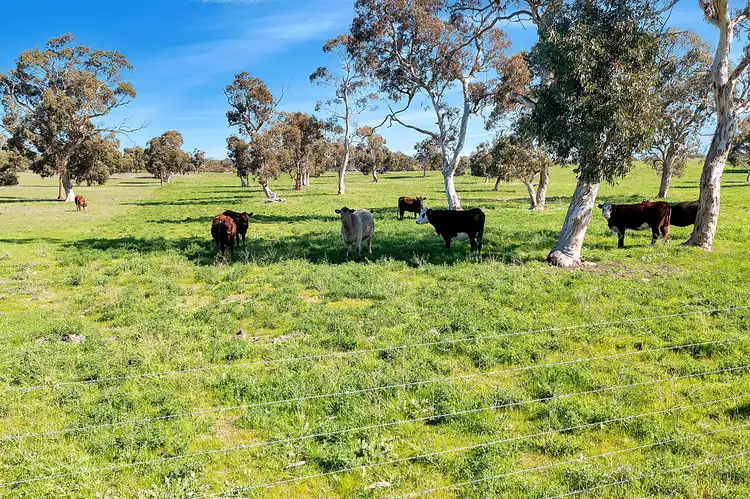 Main view of Homely rural property listing, 7297 Dukes Highway, Culburra SA 5261