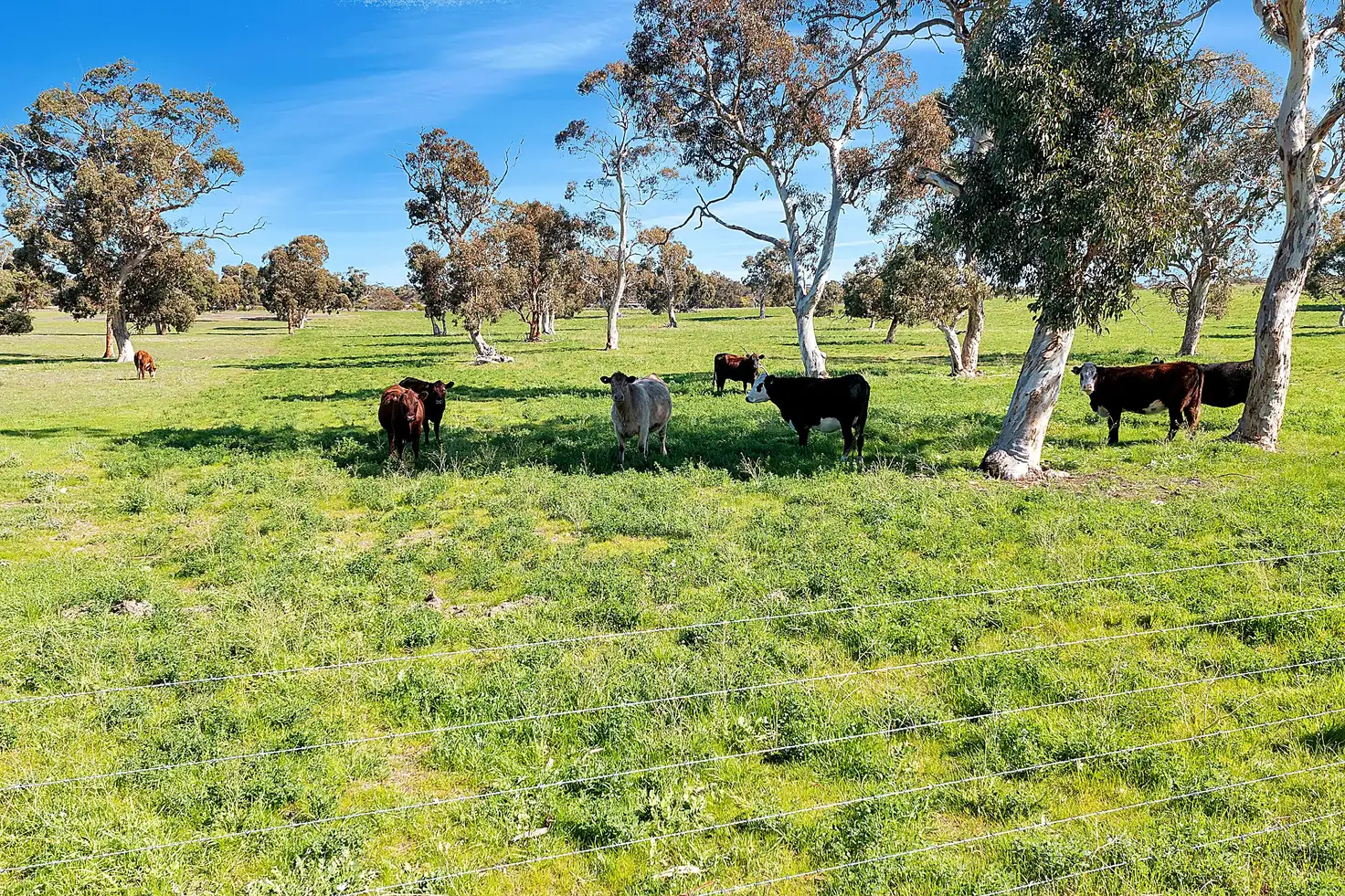 Main view of Homely rural property listing, 7297 Dukes Highway, Culburra SA 5261
