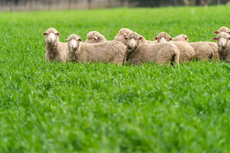 3148 Lot 5 - Olympic Highway, Culcairn NSW 2660