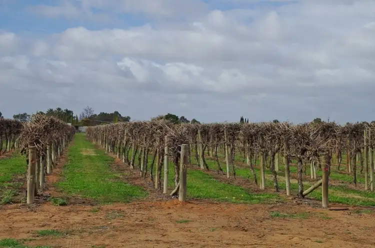 Lot 1 Kulkyne Street, Renmark SA 5341
