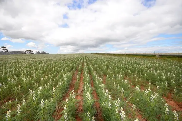 Main view of Homely rural property listing, "Baileys" Rd 137, Farrell Flat SA 5416